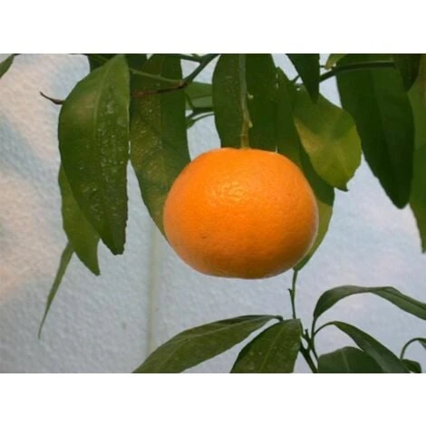 Pianta Di Mapo " Citrus X Tangelo " In Vaso 22 Cm Agrumi Di Sicilia