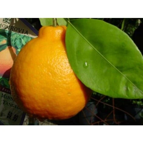 Pianta Di Mapo " Citrus X Tangelo " In Vaso 22 Cm Agrumi Di Sicilia - immagine 2