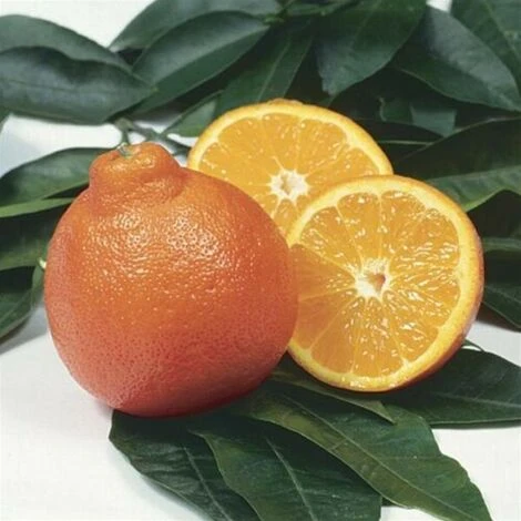 Pianta Di Mapo " Citrus X Tangelo " In Vaso 22 Cm Agrumi Di Sicilia - immagine 3