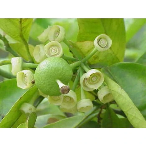 Pomelo Pummelo "Citrus Maxima" Pianta Adulta In Fitocella Agrumi Di Sicilia - immagine 2