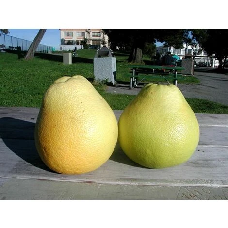 Pomelo Pummelo "Citrus Maxima" Pianta Adulta In Fitocella Agrumi Di Sicilia - immagine 3