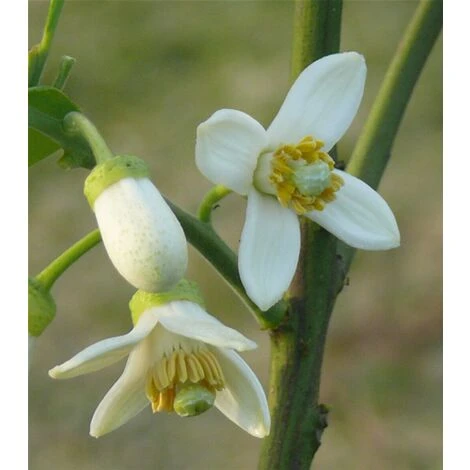 Pomelo Pummelo "Citrus Maxima" Pianta Adulta In Fitocella Agrumi Di Sicilia - immagine 5