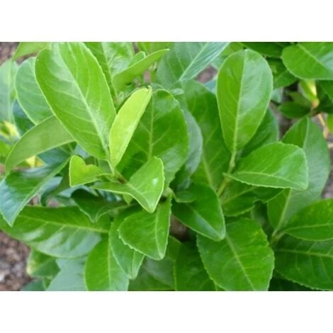 Lauroceraso "Prunus Laurocerasus" Pianta Da Siepe In Vaso H. 100/120 Cm - immagine 3