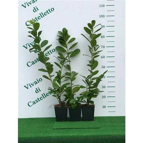 Lauroceraso "Prunus Laurocerasus" Pianta Da Siepe In Vaso H. 100/120 Cm - immagine 4