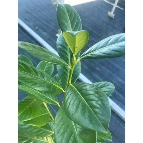 Lauroceraso "Prunus Laurocerasus" Pianta Da Siepe In Vaso H. 100/120 Cm - immagine 5