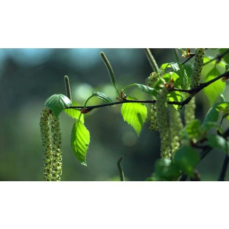 Betula Pendula Betulla Bianca Pianta H.75/100 Cm Betula Alba 75/100 Cm Non Specificato - immagine 3