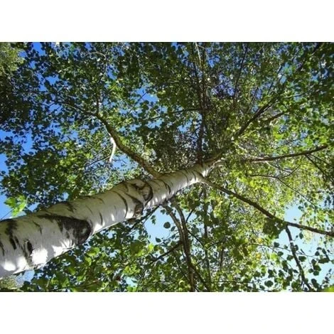 Betula Pendula Betulla Bianca Pianta H.75/100 Cm Betula Alba 75/100 Cm Non Specificato - immagine 5