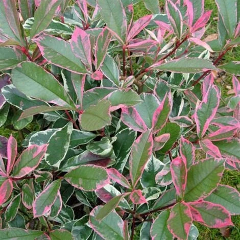 Photinia X Fraseri 'Pink Marble' Fotinia Variegata Pianta Da Siepe H.20/40 Cm 20/40 Cm