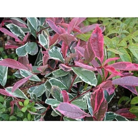 Photinia X Fraseri 'Pink Marble' Fotinia Variegata Pianta Da Siepe H.20/40 Cm 20/40 Cm - immagine 2