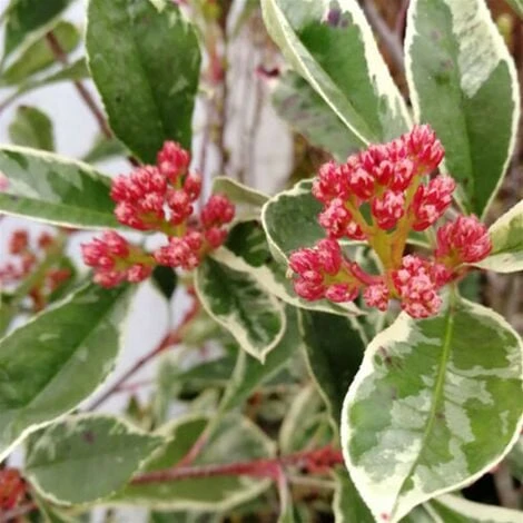 Photinia X Fraseri 'Pink Marble' Fotinia Variegata Pianta Da Siepe H.20/40 Cm 20/40 Cm - immagine 3