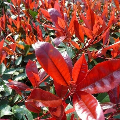 Pianta Di Photinia Red Robin Fotinia H.20/40 Cm 20/40 Cm - immagine 2