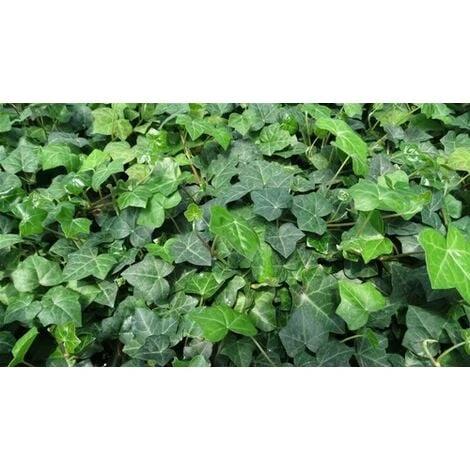 Edera Comune "Hedera Helix" Pianta Rampicante In Vaso H. 60/80 Cm Con Canna - immagine 2