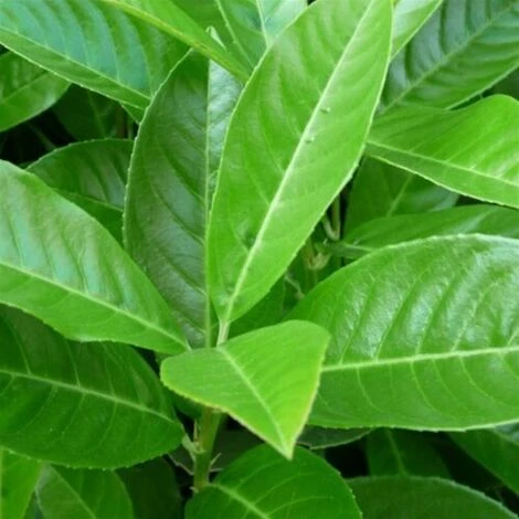 Lauroceraso "Prunus Laurocerasus" Pianta Da Siepe In Vaso H. 20/40 Cm