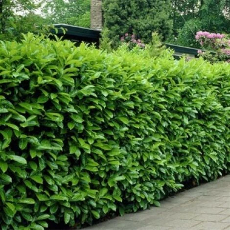 Lauroceraso "Prunus Laurocerasus" Pianta Da Siepe In Vaso H. 20/40 Cm - immagine 2