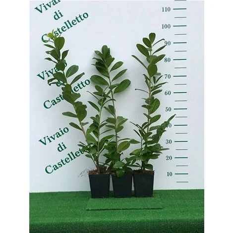 Lauroceraso "Prunus Laurocerasus" Pianta Da Siepe In Vaso H. 20/40 Cm - immagine 4