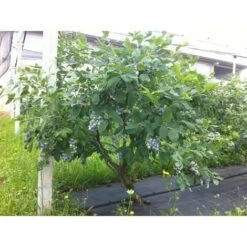 Mirtillo Gigante Americano Frutti Di Bosco Pianta Gia' Fruttifera In Vaso 11 Cm Non Specificato 11 Cm