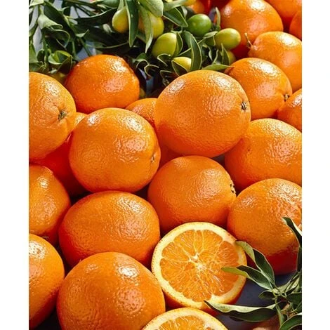 Arancio "Citrus Sinensis" Pianta In Fitocella Di 2/3 Anni Agrumi Di Sicilia