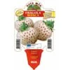 Fragola Bianca N. 5 - 1 Pianta V.10 - Orto Mio