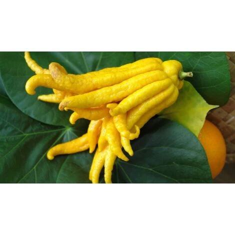 Limone "Mano Di Buddha" Cedro Agrumi Di Sicilia Pianta H. 130/160 Cm - immagine 2