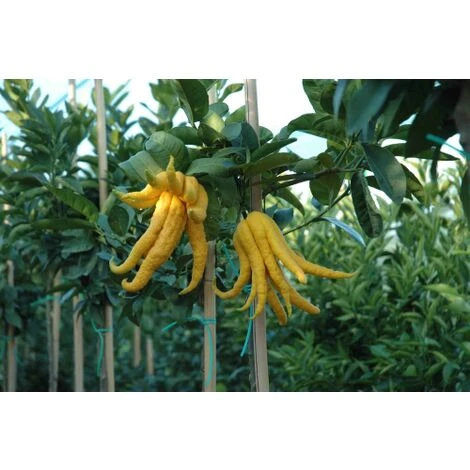 Limone "Mano Di Buddha" Cedro Agrumi Di Sicilia Pianta H. 130/160 Cm - immagine 3
