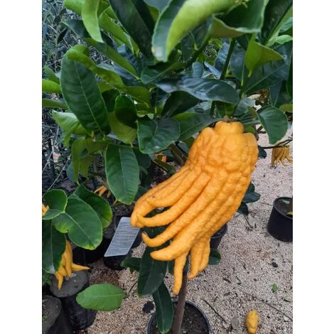 Limone "Mano Di Buddha" Cedro Agrumi Di Sicilia Pianta H. 130/160 Cm - immagine 4