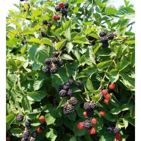 Mora "Rubus Fruticosus" Frutti Di Bosco Pianta In Vaso H. 60/80 Cm Con Canna - immagine 3