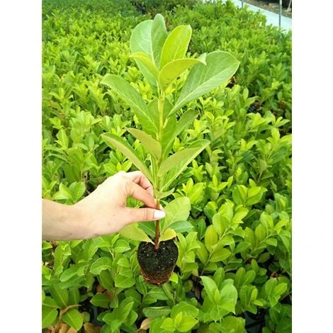 Lauroceraso "Prunus Laurocerasus" Pianta In Vaso Biodegradabile