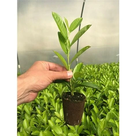Lauroceraso "Prunus Laurocerasus" Pianta In Vaso Biodegradabile - immagine 2