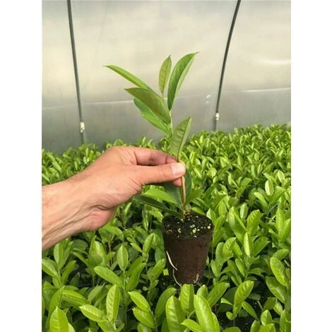 Lauroceraso "Prunus Laurocerasus" Pianta In Vaso Biodegradabile - immagine 3