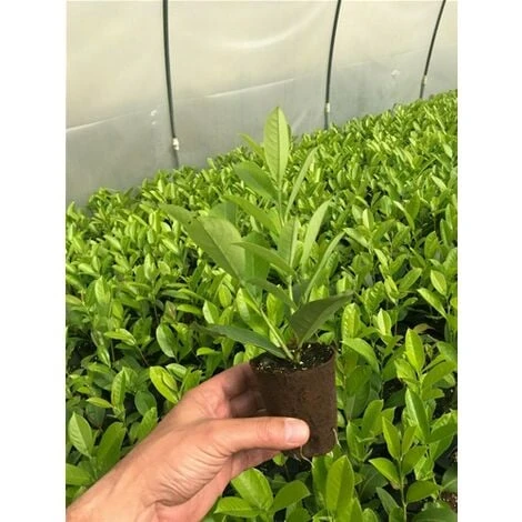 Lauroceraso "Prunus Laurocerasus" Pianta In Vaso Biodegradabile - immagine 4