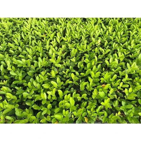 Lauroceraso "Prunus Laurocerasus" Pianta In Vaso Biodegradabile - immagine 5