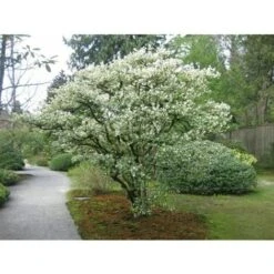 Osmanto "Osmanthus X Burkwoodii" Pianta Da Siepe In Vaso 11 Cm