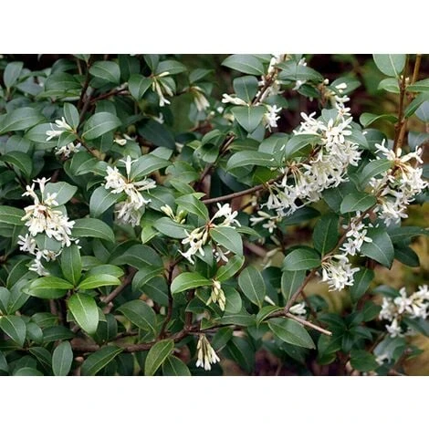 Osmanto "Osmanthus X Burkwoodii" Pianta Da Siepe In Vaso 11 Cm - immagine 2