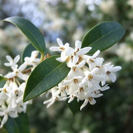 Osmanto "Osmanthus X Burkwoodii" Pianta Da Siepe In Vaso 11 Cm - immagine 3