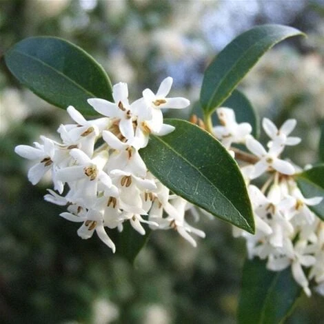 Osmanto "Osmanthus X Burkwoodii" Pianta Da Siepe In Vaso 11 Cm - immagine 4