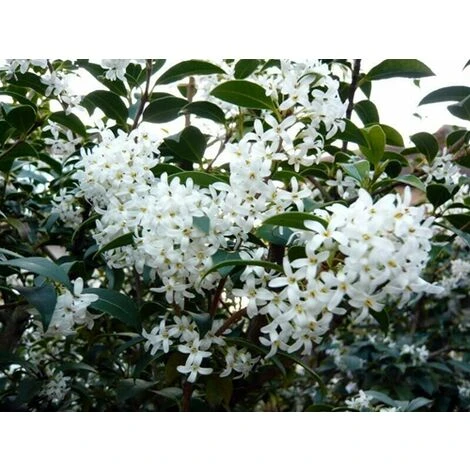 Osmanto "Osmanthus X Burkwoodii" Pianta Da Siepe In Vaso 11 Cm - immagine 5