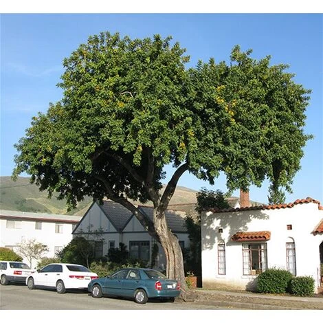 Carrubo "Ceratonia Siliqua" Pianta Da Frutto In Vaso 9 Cm - immagine 2