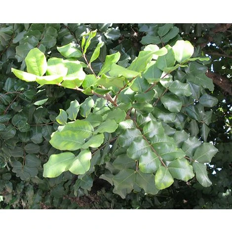 Carrubo "Ceratonia Siliqua" Pianta Da Frutto In Vaso 9 Cm - immagine 3