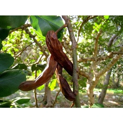 Carrubo "Ceratonia Siliqua" Pianta Da Frutto In Vaso 9 Cm - immagine 4