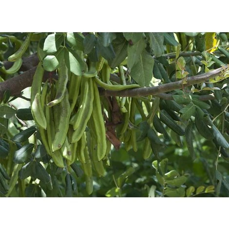 Carrubo "Ceratonia Siliqua" Pianta Da Frutto In Vaso 9 Cm - immagine 5