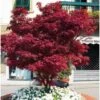 Acero Rosso Giapponese "Acer Palmatum Fireglow" Pianta In Vaso Da 2 Litri