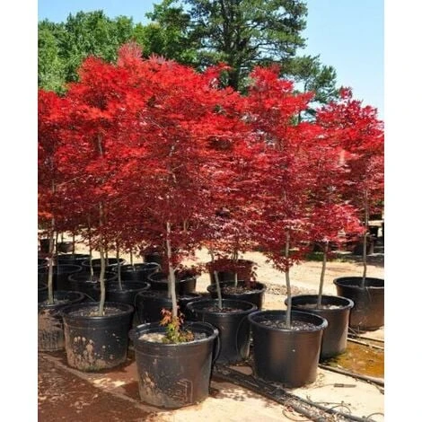 Acero Rosso Giapponese "Acer Palmatum Fireglow" Pianta In Vaso Da 2 Litri - immagine 3