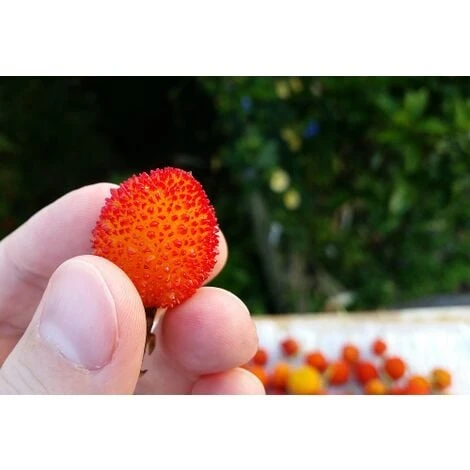 Corbezzolo "Arbutus Unedo" Pianta In Vaso Biodegradabile - immagine 2