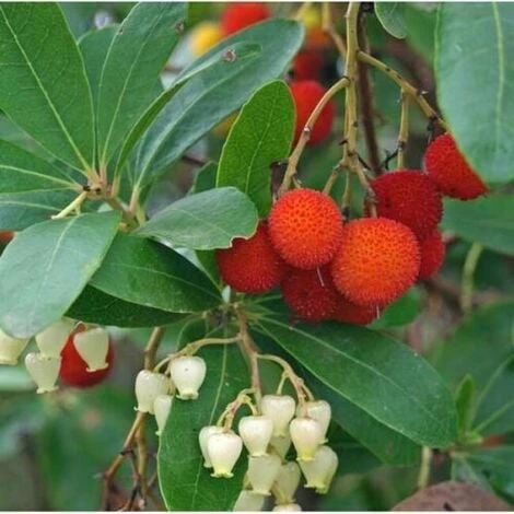 Corbezzolo "Arbutus Unedo" Pianta In Vaso Biodegradabile - immagine 3
