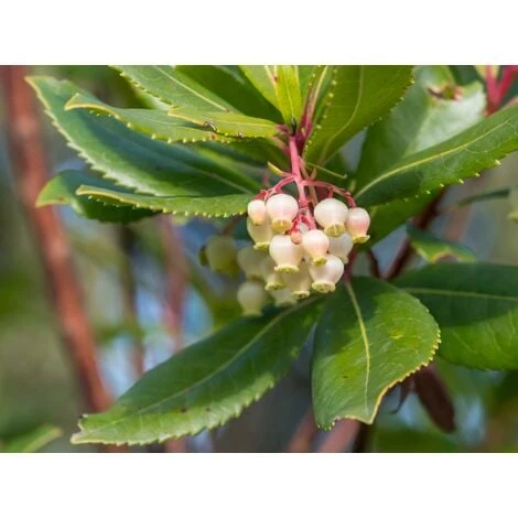 Corbezzolo "Arbutus Unedo" Pianta In Vaso Biodegradabile - immagine 4
