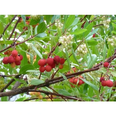 Corbezzolo "Arbutus Unedo" Pianta In Vaso Biodegradabile - immagine 5