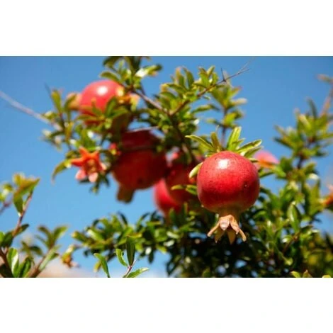 Melograno Da Frutto "Punica Granatum Wonderful" Pianta In Vaso H. 150 Cm - immagine 4