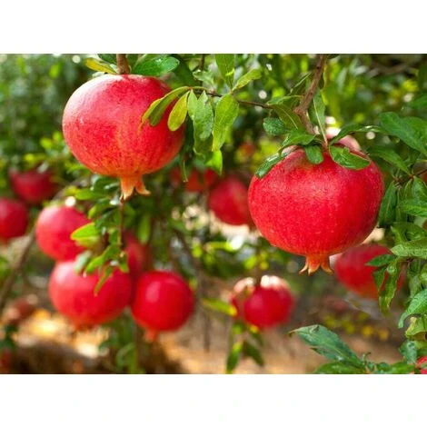 Melograno Da Frutto "Punica Granatum Wonderful" Pianta In Vaso H. 150 Cm - immagine 5