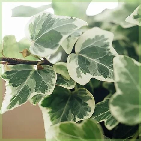 Edera Variegata "Hedera Helix White Wonder" Pianta In Vaso H. 60/80 Cm Con Canna - immagine 2