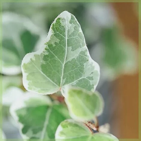 Edera Variegata "Hedera Helix White Wonder" Pianta In Vaso H. 60/80 Cm Con Canna - immagine 3